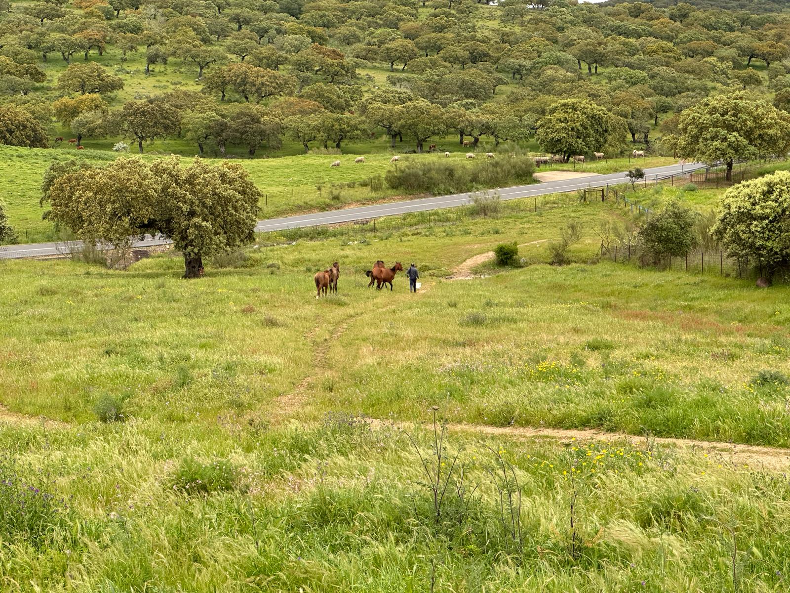 Grupo de caballos en la dehesa